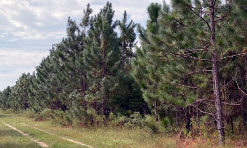 Kinchafoonee-Planted-Pines